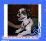 Phoebe after grooming. HIlarious&nbsp;bow