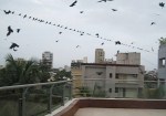 Crows are everywhere