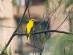 yellow bird