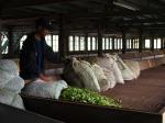 Inside the drying area of the tea factory