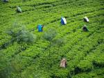 Tea pickers in the fields