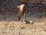 Adult male spotted deer and monkey in&nbsp;Bandavgarh