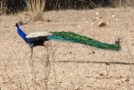 A peacock in&nbsp;Bandavgarh