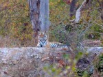 Tiger sitting up